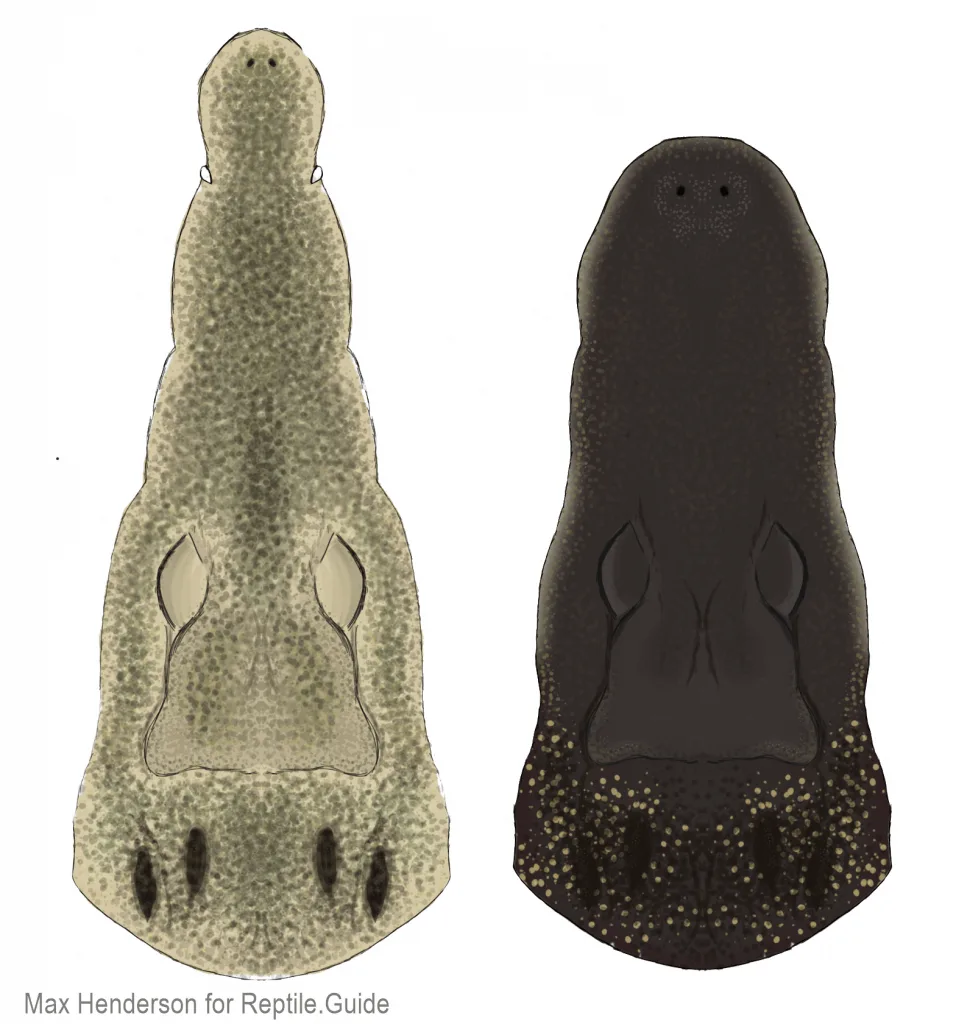alligator vs crocodile