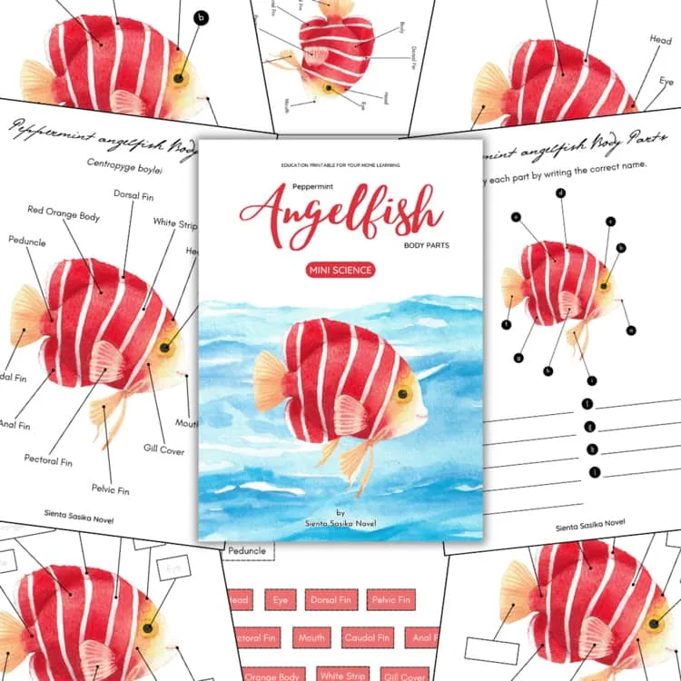 angelfish