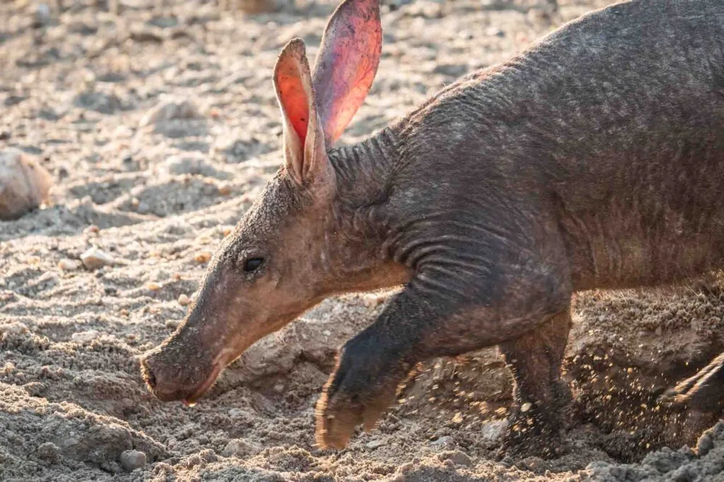 animals that start with a