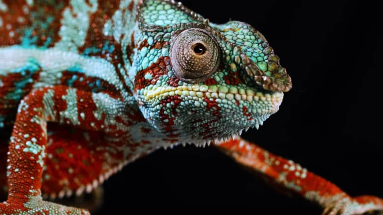 animals that start with c