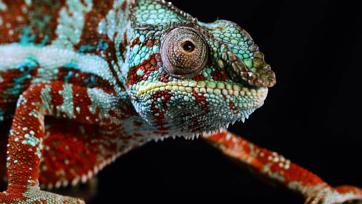 animals that start with c