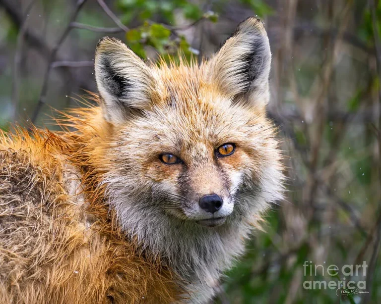 animals that start with f