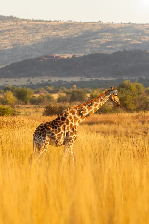 animals that start with g