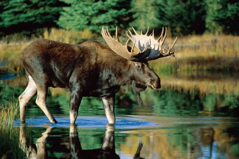 animals that start with m