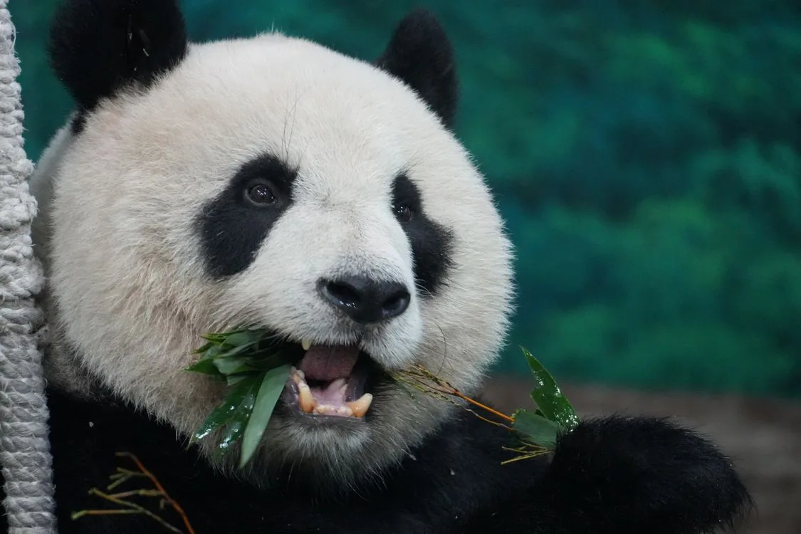 animals that start with p