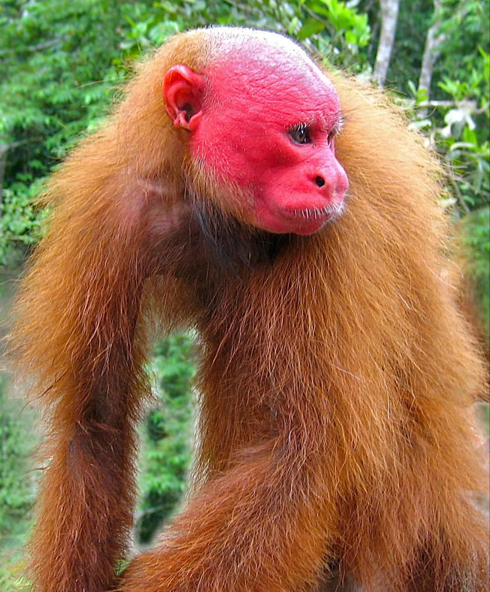 animals that start with u