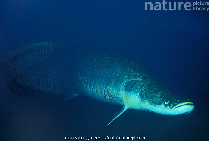 arapaima