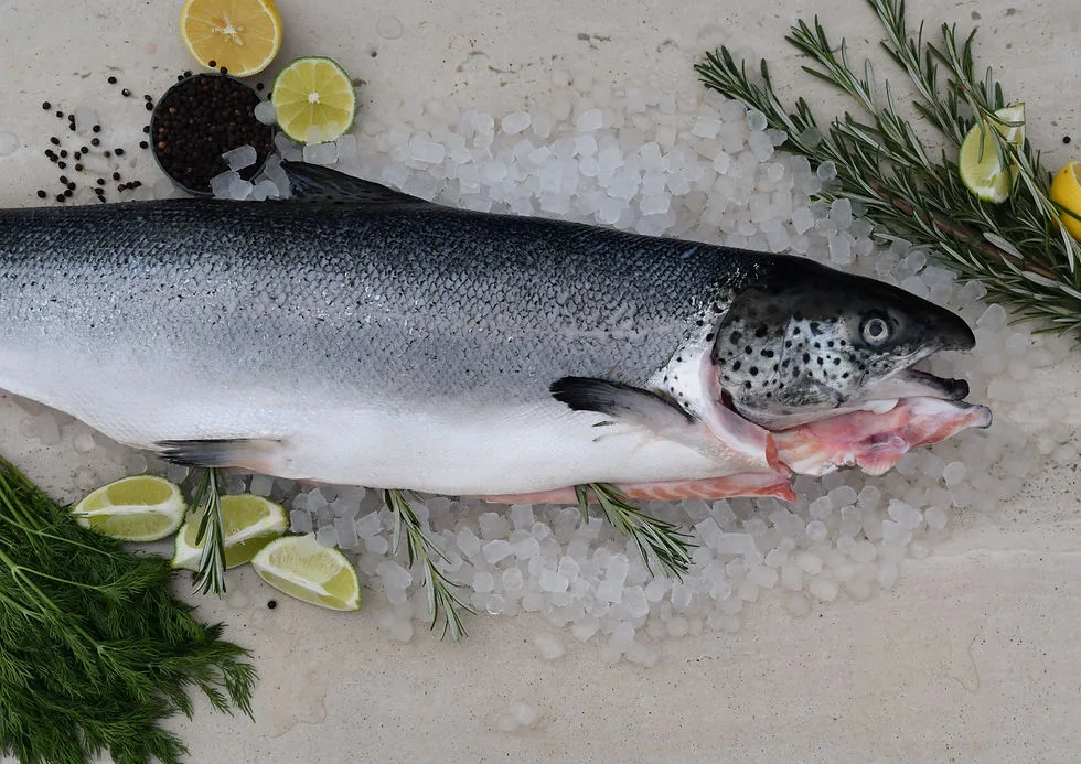 atlantic salmon