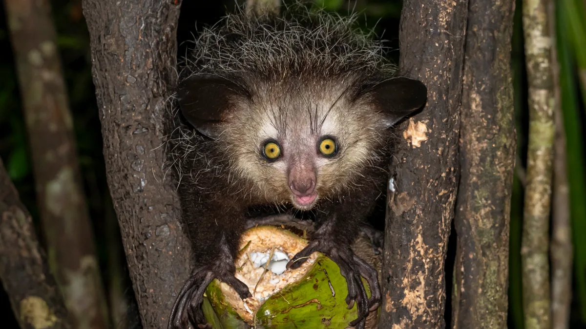 Aye-Aye