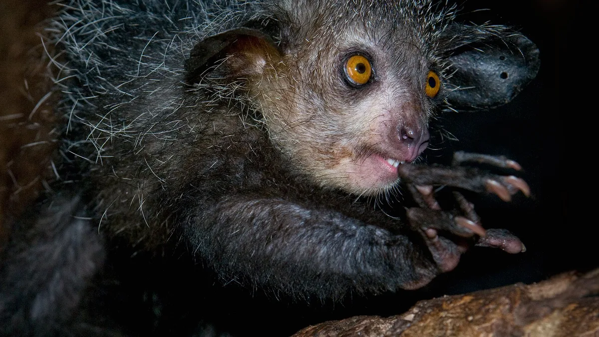 aye-aye