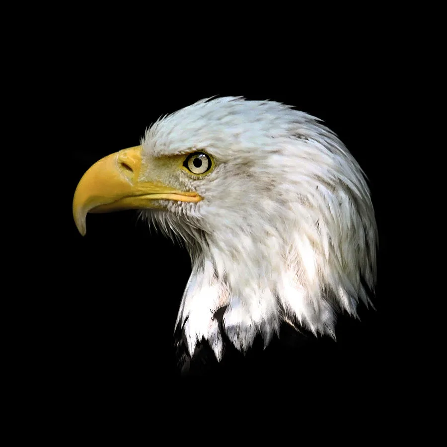 bald eagle