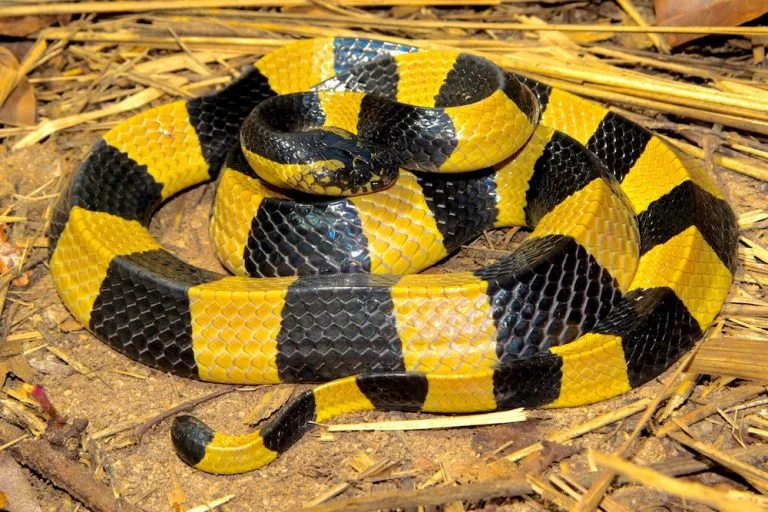 banded krait