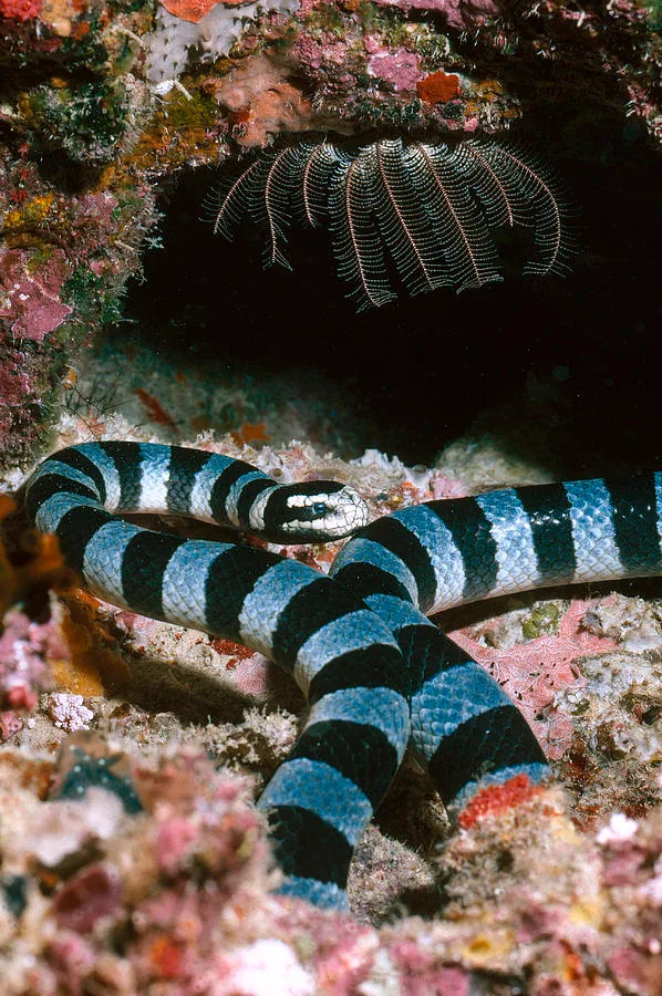 banded sea krait