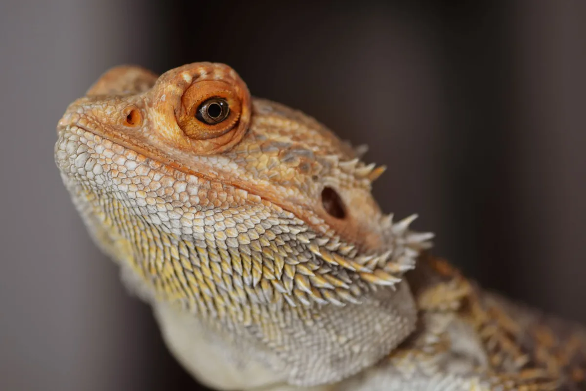 bearded dragon