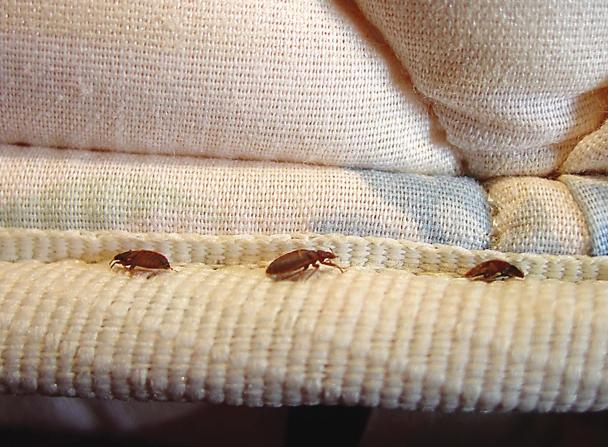 bed bug identification