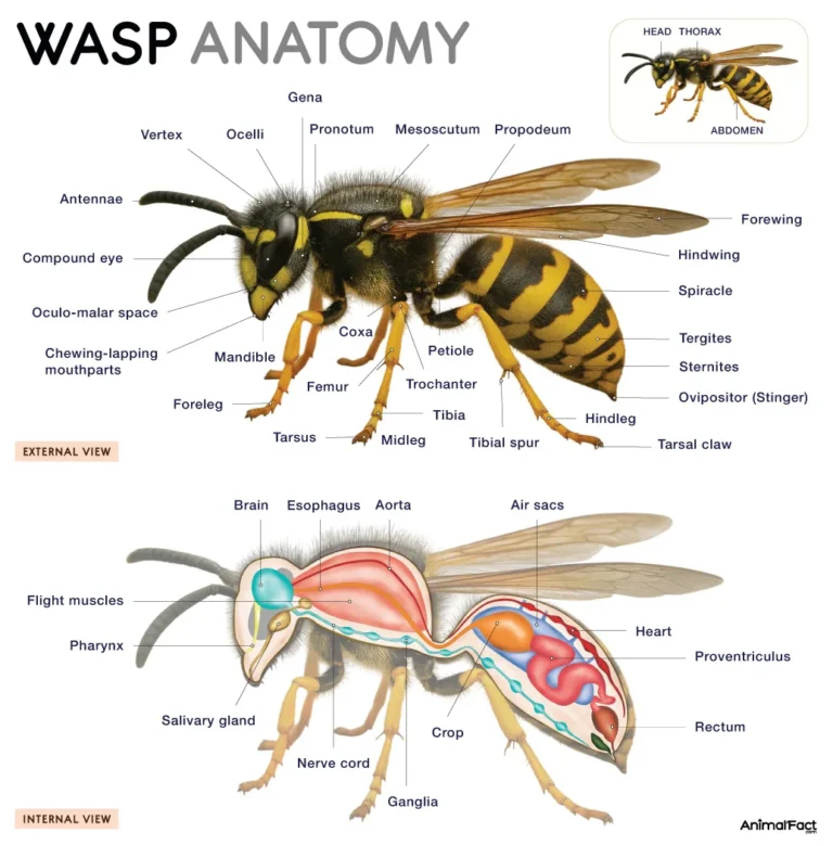 bee vs wasp comparison