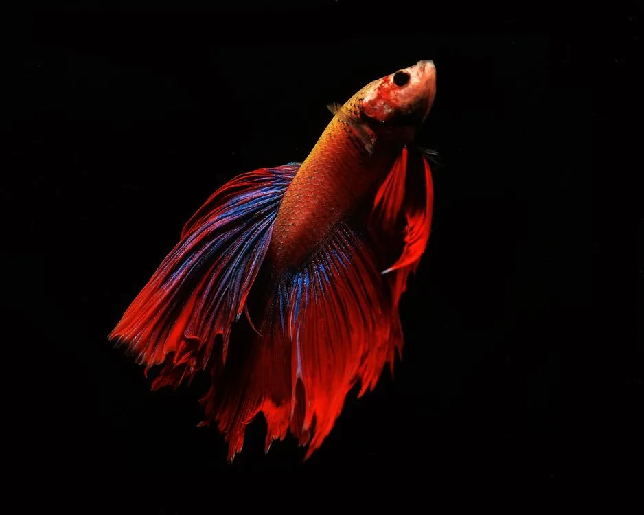 betta fish