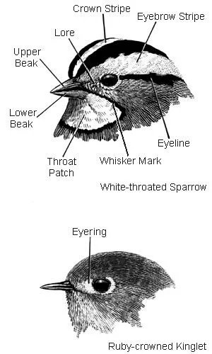 bird field marks