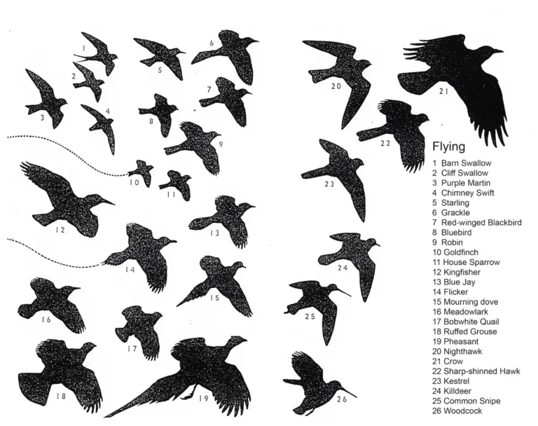 bird identification field marks