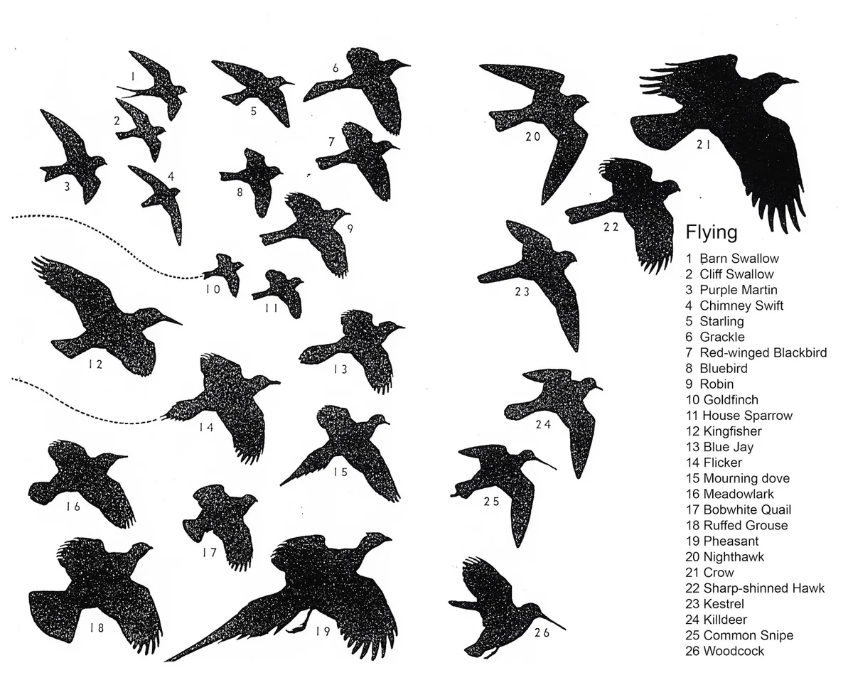 bird identification field marks