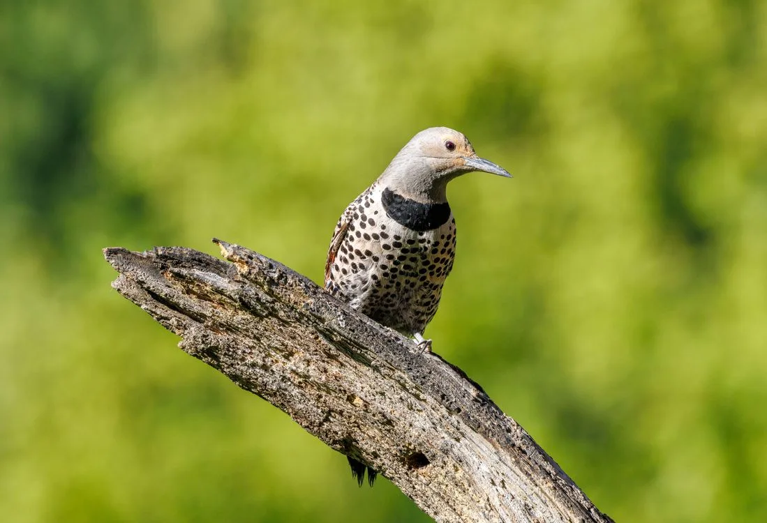 birds of Alabama
