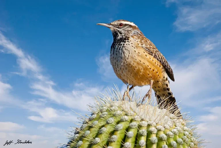 birds of Arizona