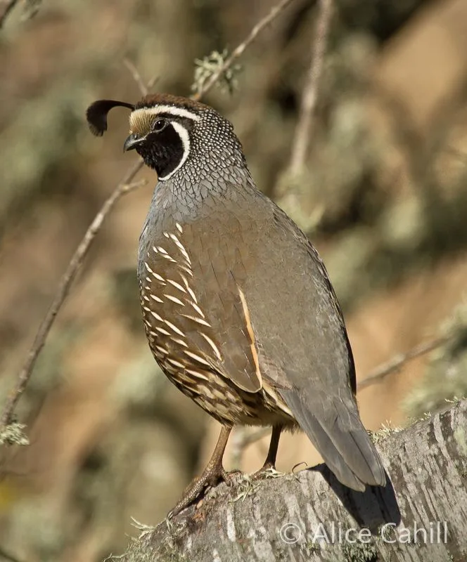 birds of California