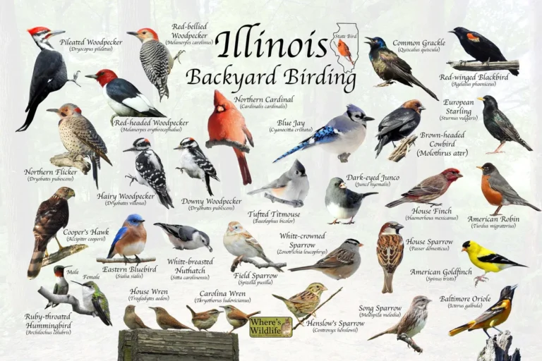birds of Illinois