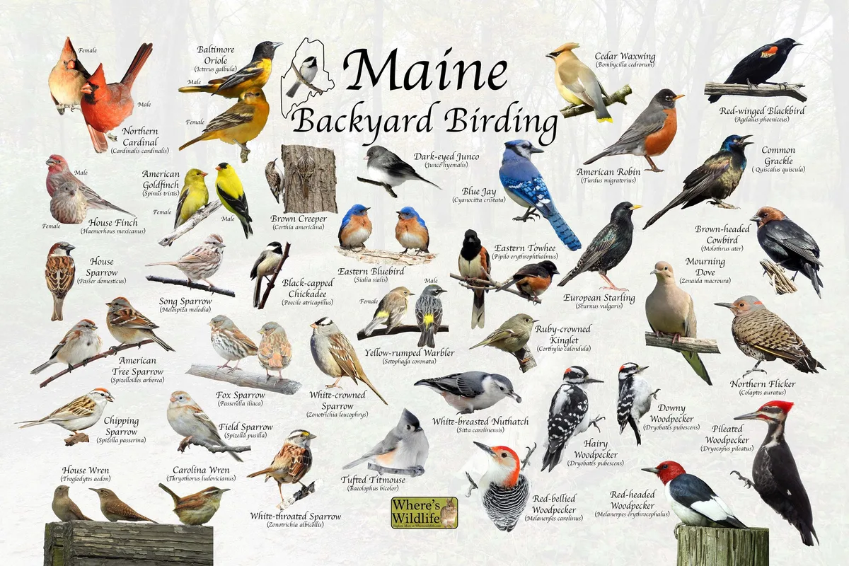 birds of Maine