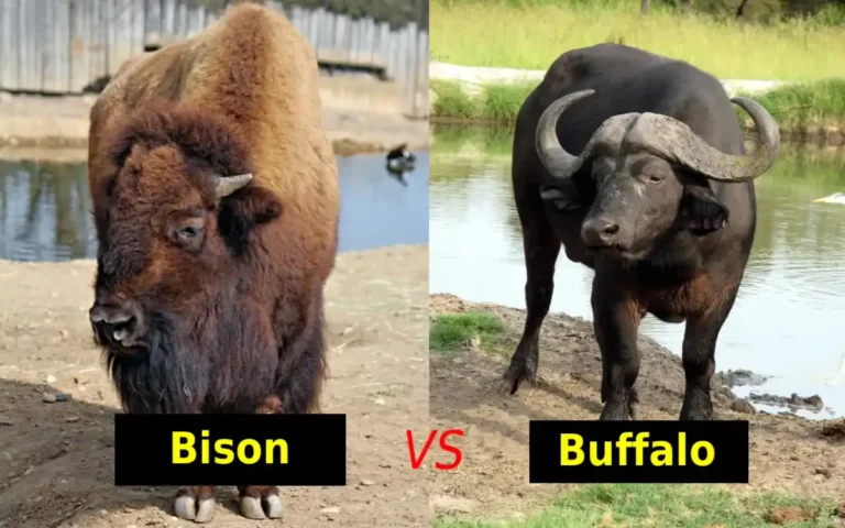 bison buffalo comparison