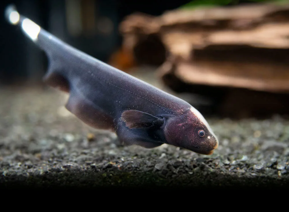 Black Ghost Knifefish
