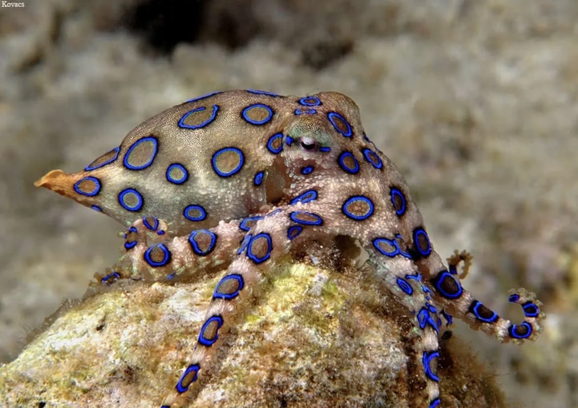 blue-ringed octopus