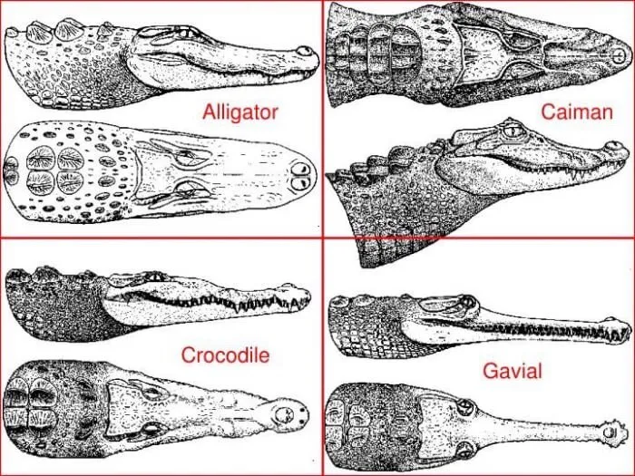 caiman