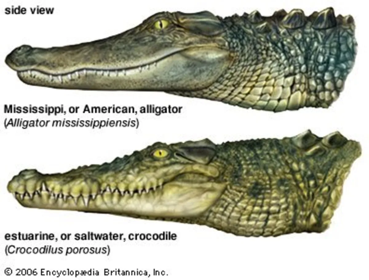 caiman