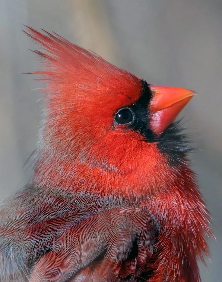 cardinal