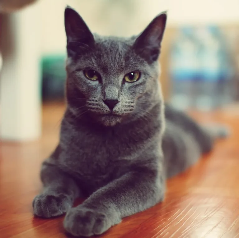 cat breeds that start with c