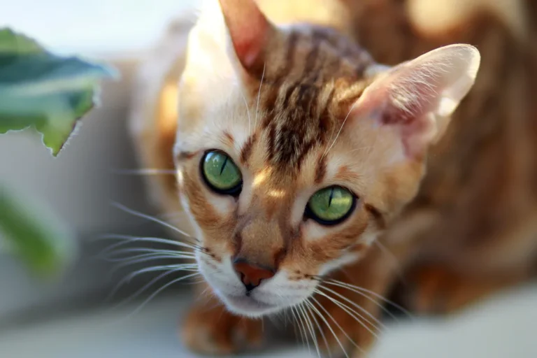 cat breeds that start with o