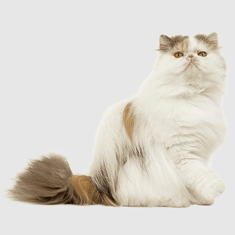 cat breeds that start with p