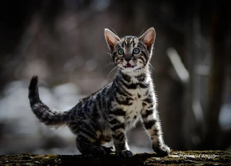 cat breeds that start with q