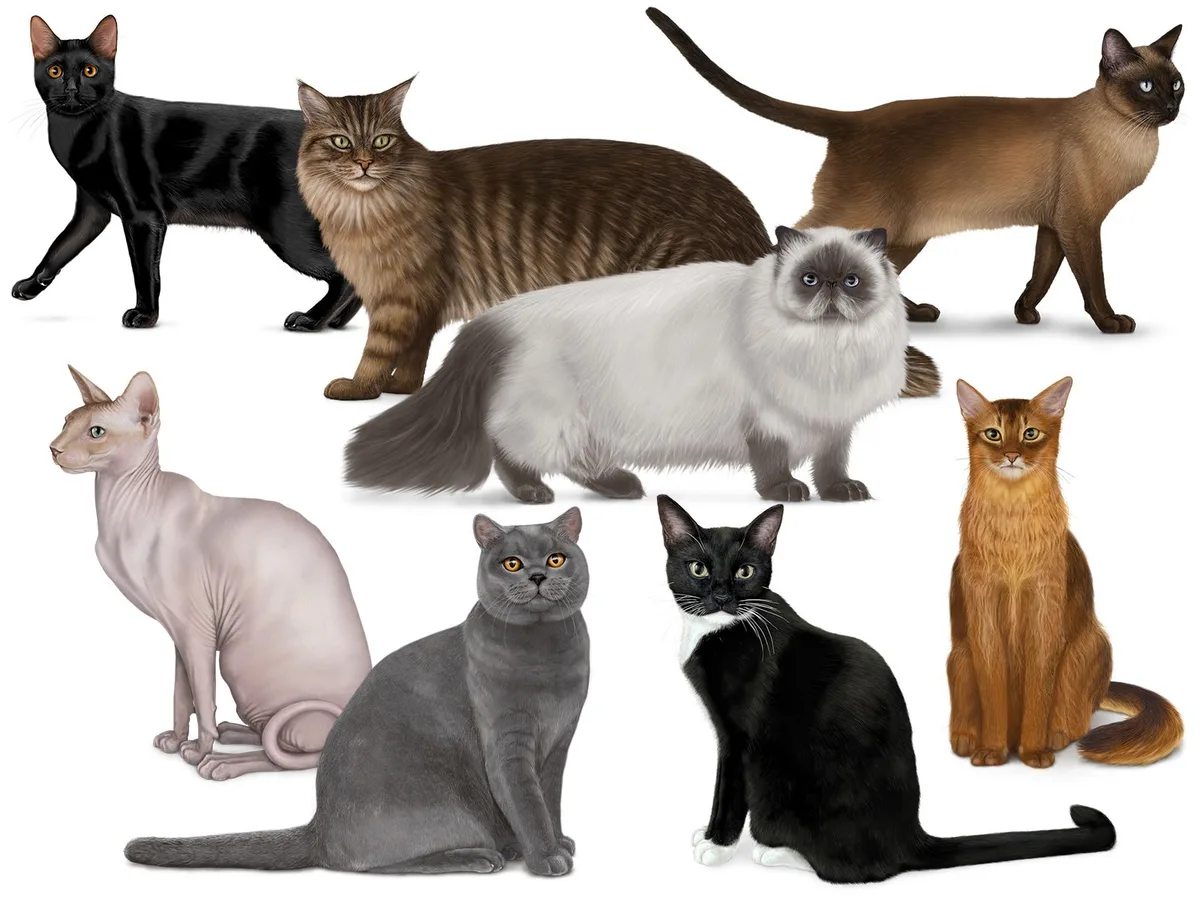 cat breeds that start with r