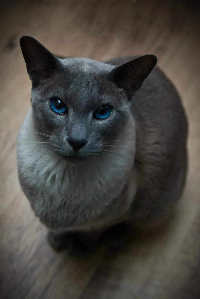 cat breeds that start with s