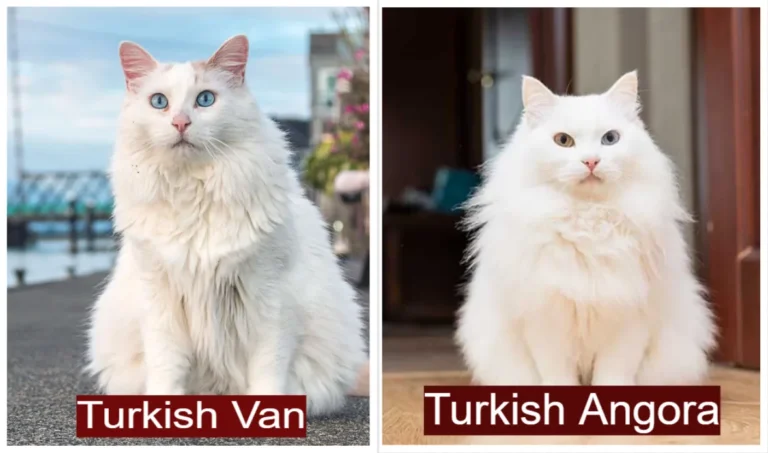 cat breeds that start with t