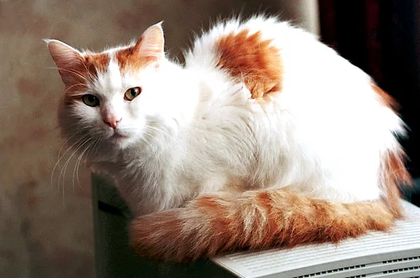 cat breeds that start with v