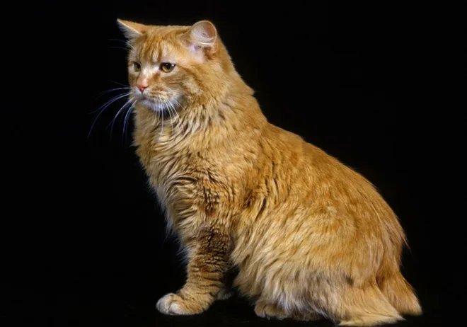 cat breeds that start with w