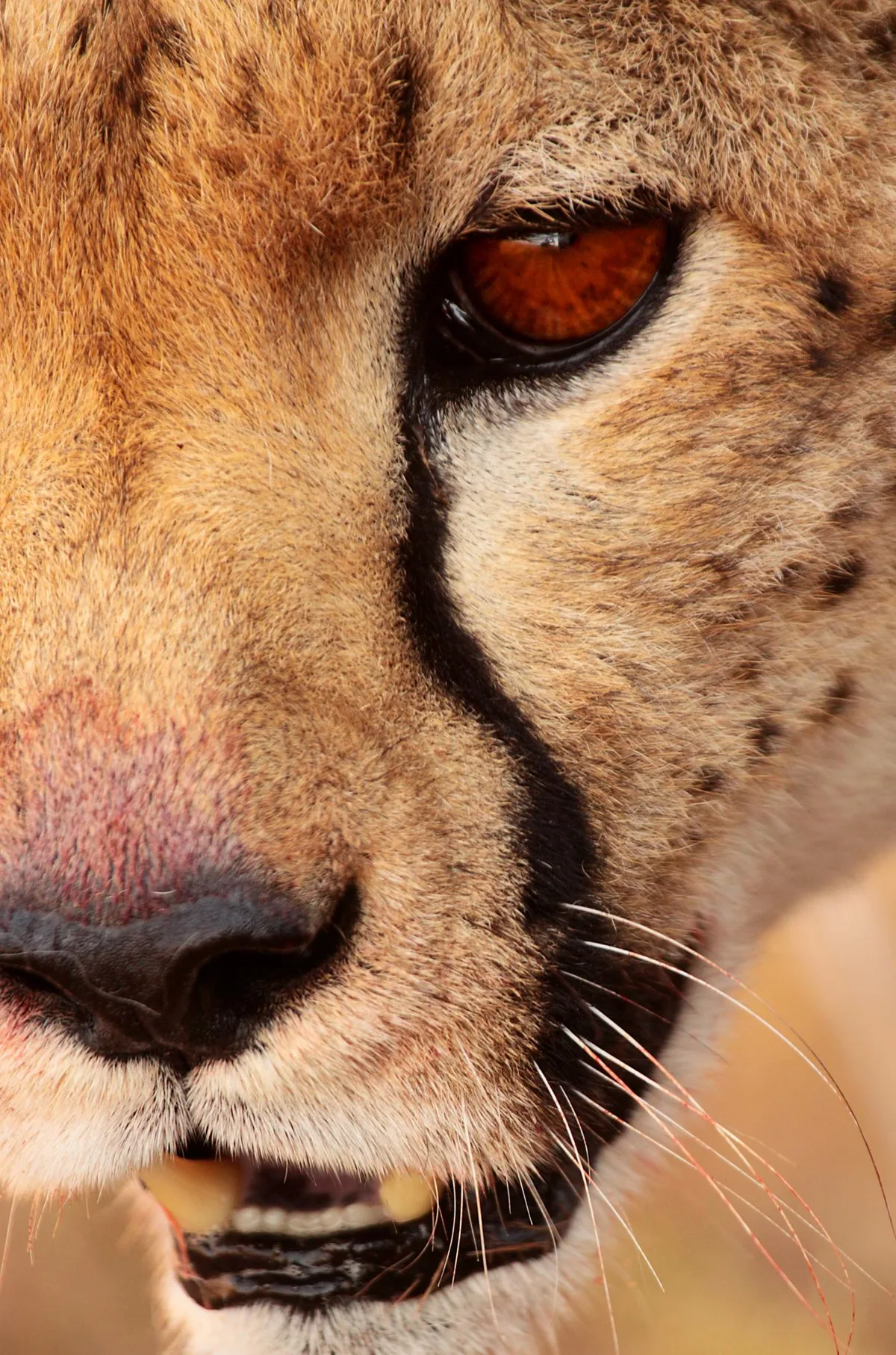 cheetah