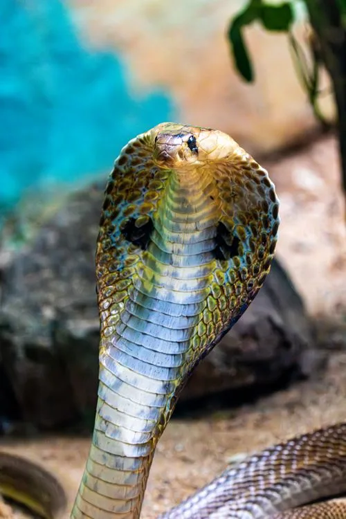 cobra