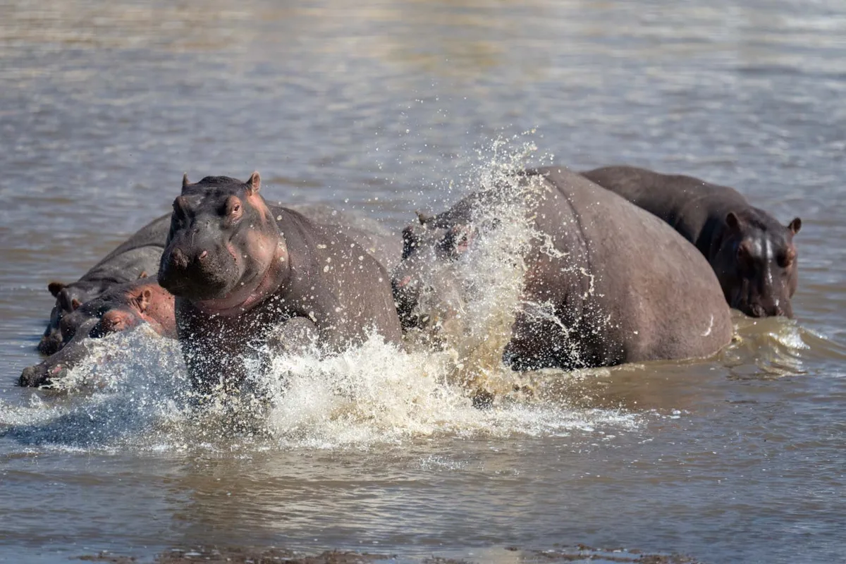 common hippopotamus
