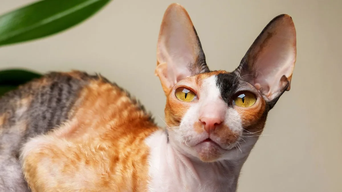 Cornish Rex curly coat