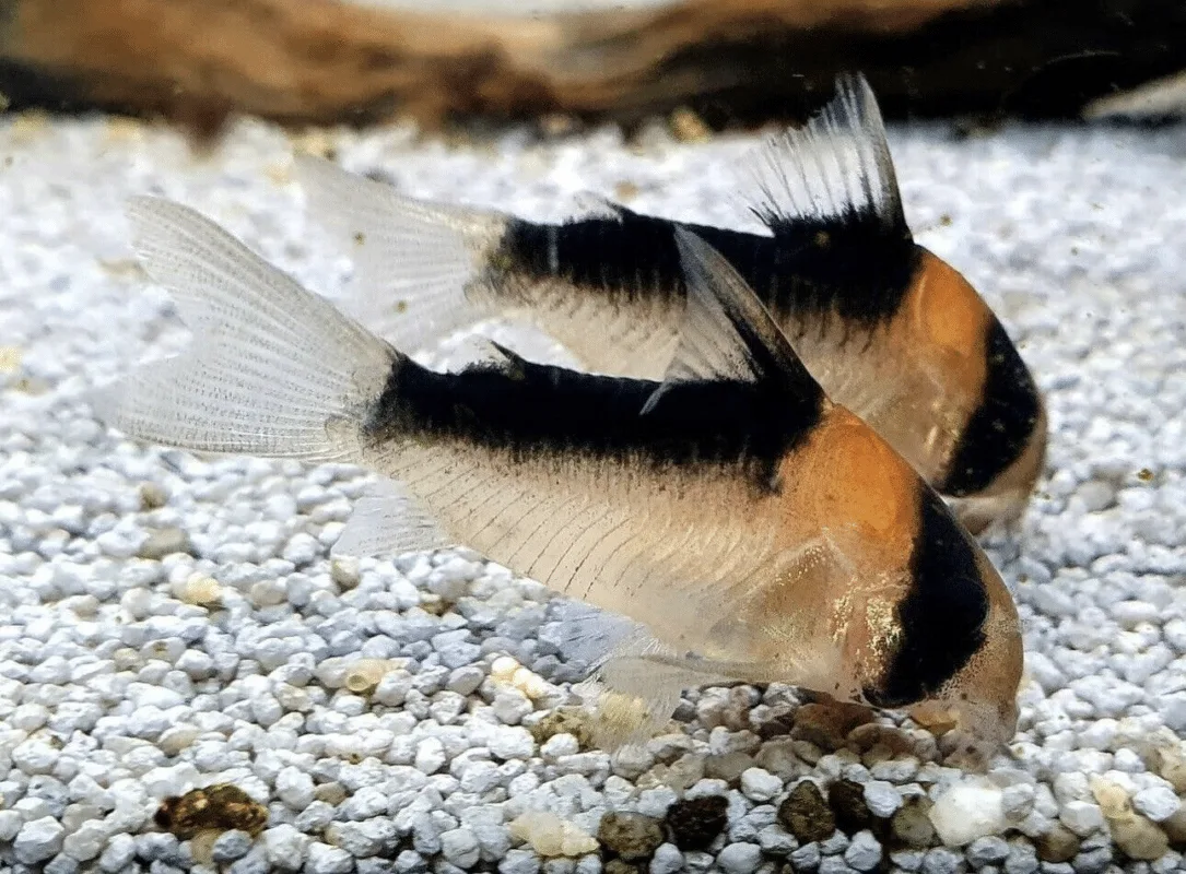 corydoras catfish