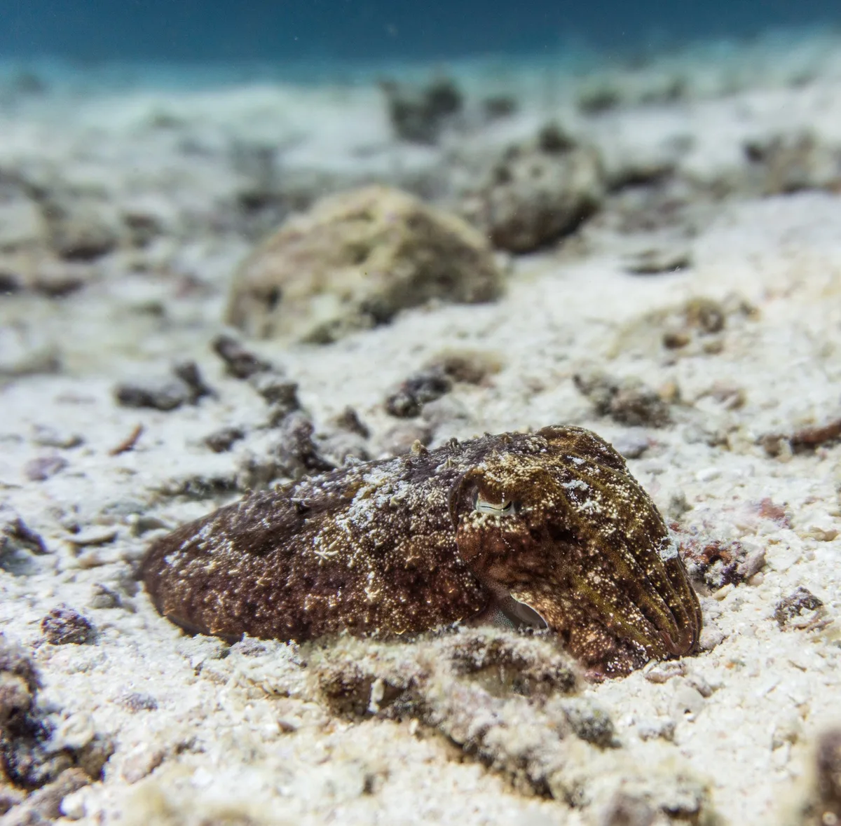 cuttlefish camouflage